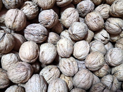 Nueces del terreno