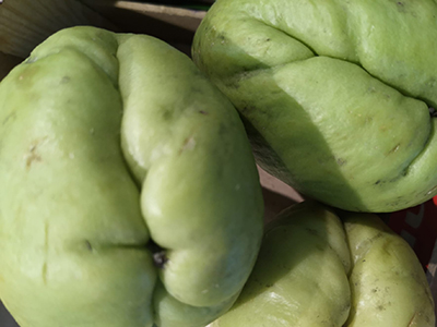 Chayote