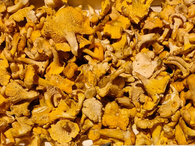 Cantharellus